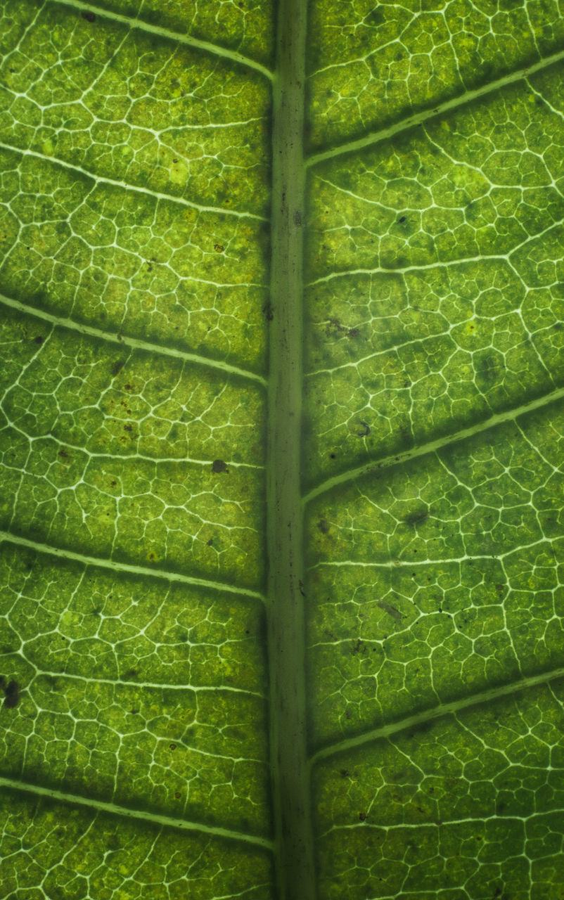 CLOSE-UP OF GREEN LEAVES