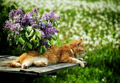 Full length of a cat lying down on flower