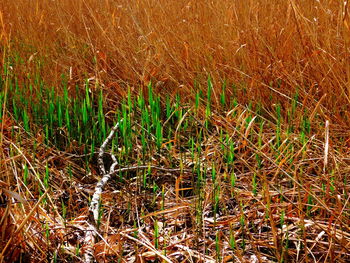 Plants growing on field