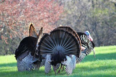 Close-up of  turkeys on a field