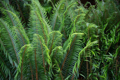 Full frame shot of pine tree