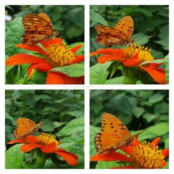 Close-up of butterfly on flower