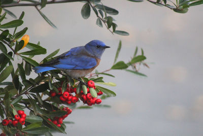 Close-up of bird perching on tree