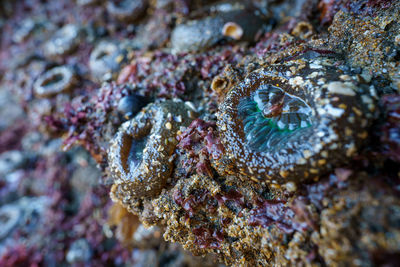 Close-up of fish underwater