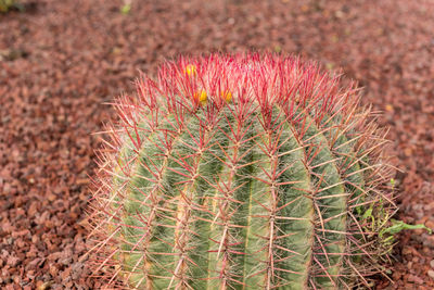 Close-up of cactus plant growing on field