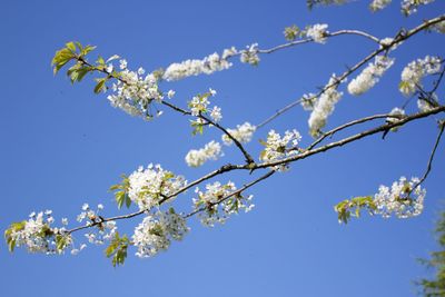 Low angle view of apple blossoms against clear sky