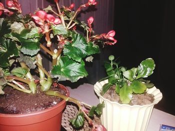 Close-up of potted plant on table