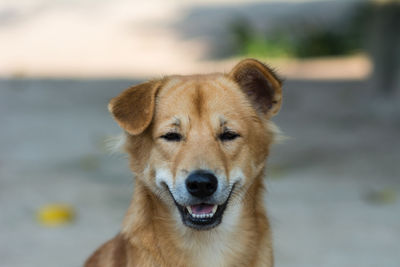 Close-up of dog on footpath