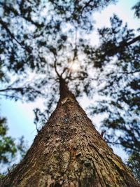 Low angle view of a tree