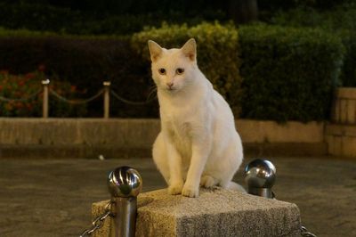 Portrait of cat sitting on bollard at night