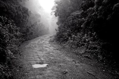 Road passing through forest