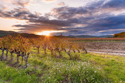 Plants growing on land against sky during sunset