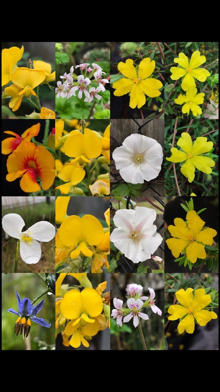 flower, petal, yellow, fragility, flower head, beauty in nature, freshness, nature, growth, no people, plant, pansy, blooming, close-up, day, springtime, outdoors