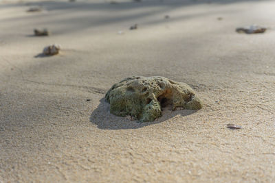 Rocks, sandy beaches and shells