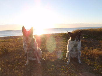 Dog standing on landscape at sunset