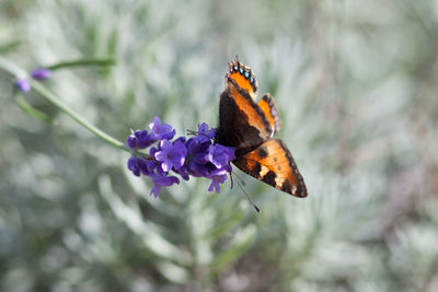 Close-up of butterfly pollinating on flower