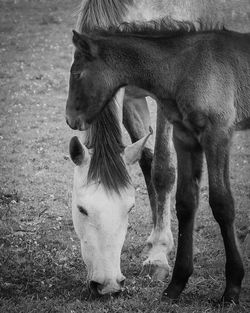 Close-up of horse on field