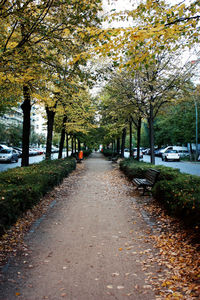 Road passing through forest