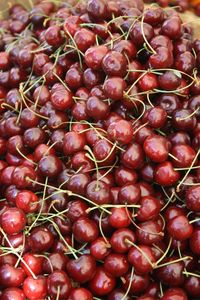 Close-up of cherries on tree