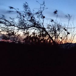 Silhouette trees against sky