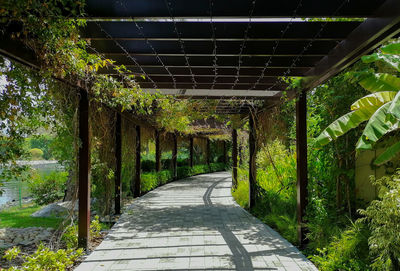 Empty footpath in park