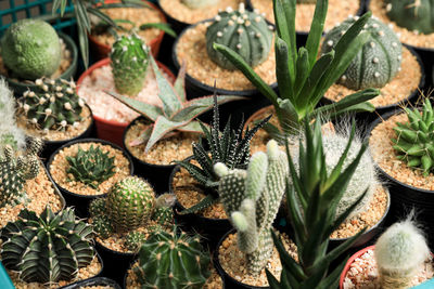 Full frame shot of succulent plants