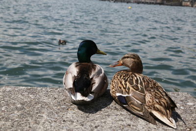 Mallard ducks swimming in lake