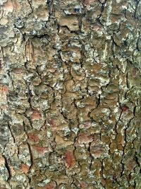 Extreme close up of tree trunk