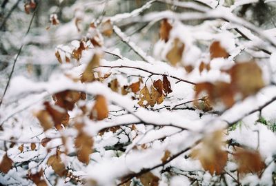 Close-up of frozen tree during winter