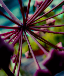 Close-up of pink flower