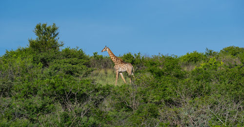 Giraffe in the nature reserve in hluhluwe national park south africa