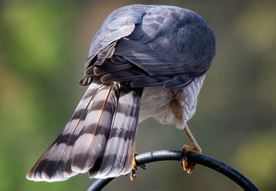 Close-up of bird perching on branch