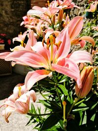 Close-up of pink flower