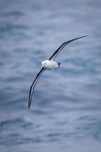 Black-browed albatross crosses ocean with diagonal wings