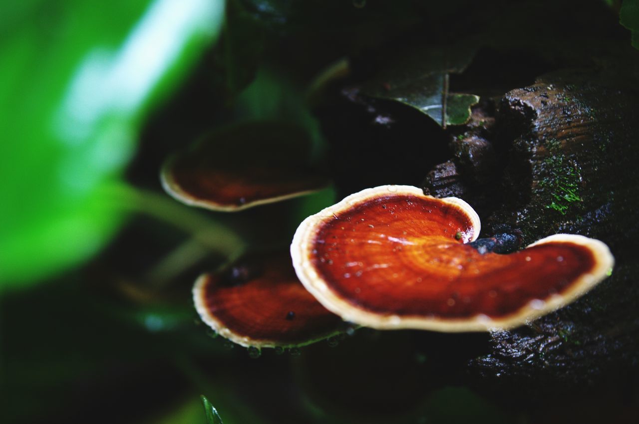 CLOSE-UP OF MUSHROOM ON MOSS