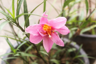 Close-up of pink hibiscus blooming outdoors