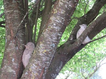 Low angle view of tree trunk in forest