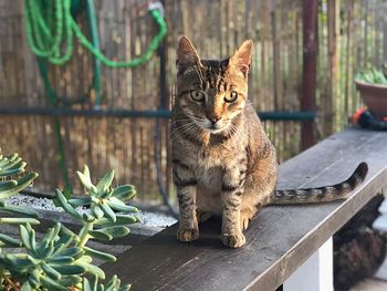 Cat sitting in a yard