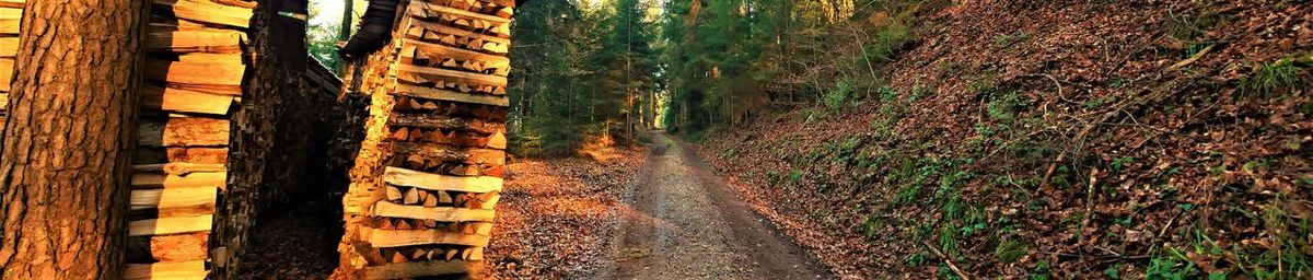 Panoramic shot of road amidst trees in forest