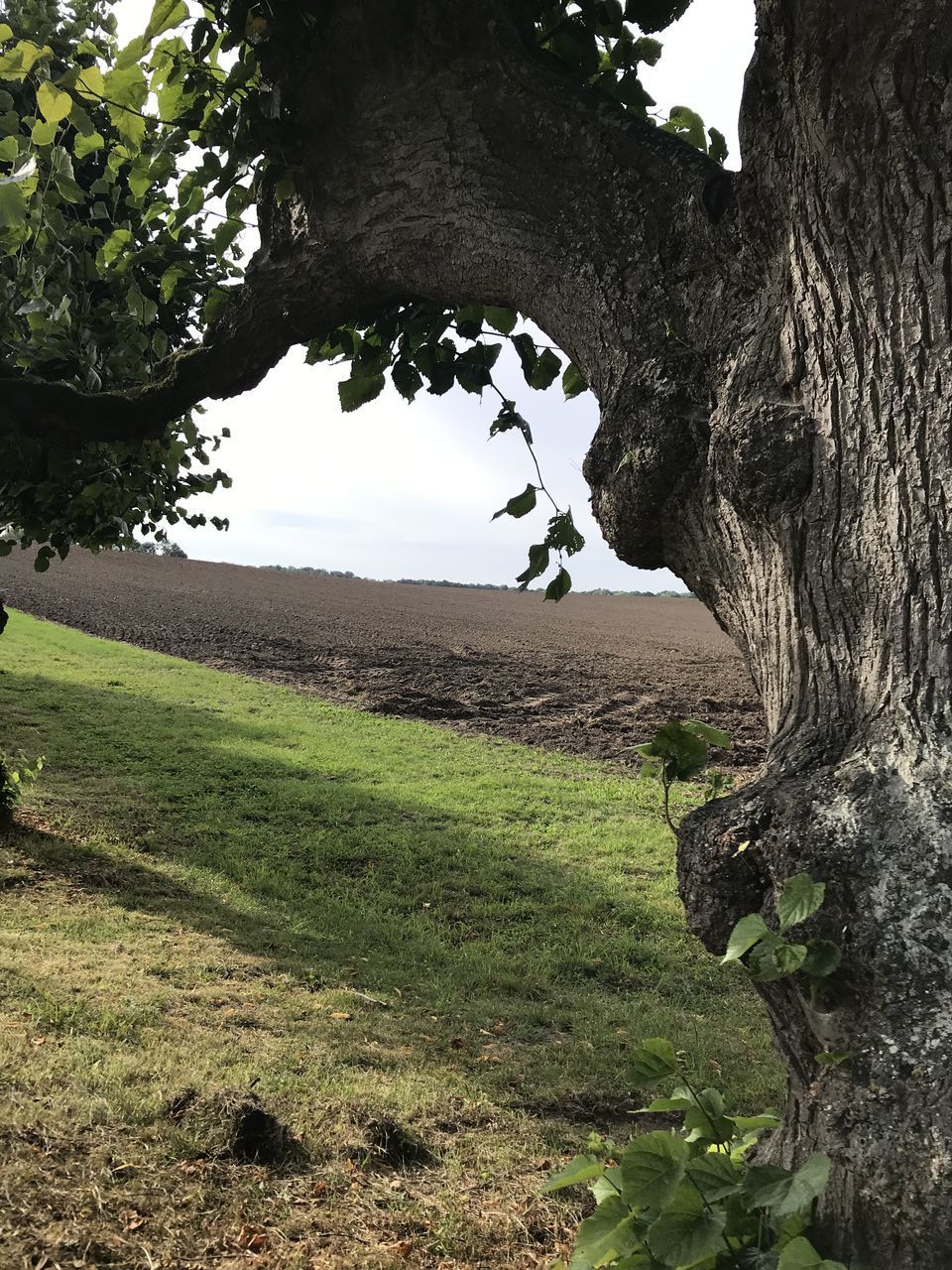 TREES GROWING ON FIELD AGAINST SKY