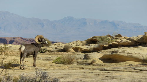 Sheep on field against sky