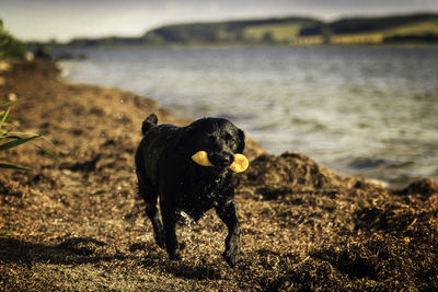 Wet dog playing at lakeshore