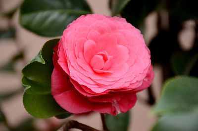 Close-up of pink rose