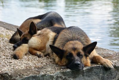 Dogs relaxing on lake