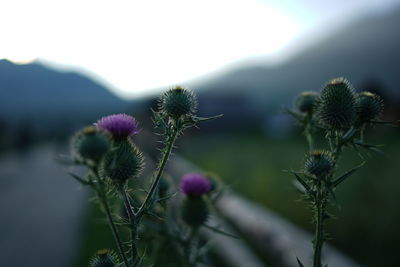 Close-up of thistle blooming against sky