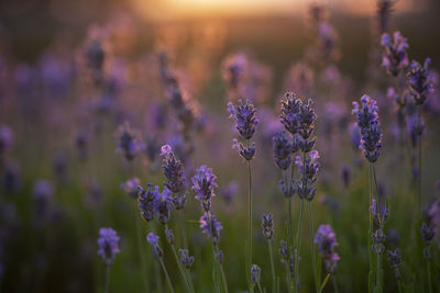 Close-up of purple flowering plants on field