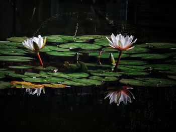 Close-up of lotus water lily in lake