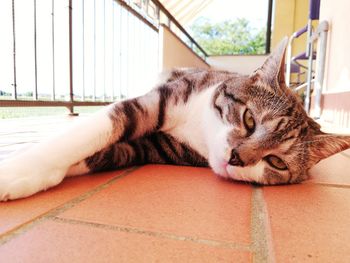 Close-up of a cat sleeping on tiled floor