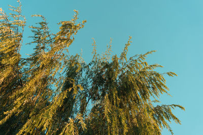 Low angle view of tree against clear blue sky