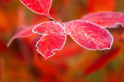 Close-up of red berries on plant